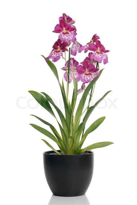 Pink orchid in a pot on white ... | Stock image | Colourbox