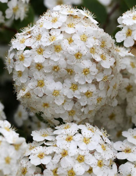 Fairy Queen Spirea Paul Den Ouden Flickr