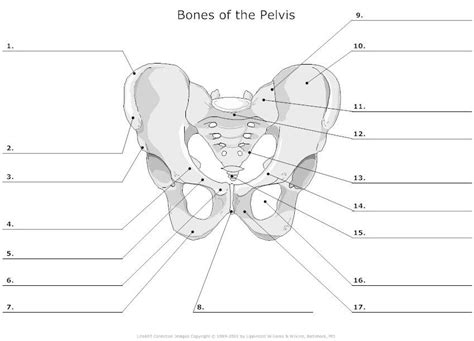 Female Reproductive System Diagram Unlabeled New 11 Best Of Blank Anatomy Worksheets Human