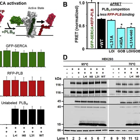 Co Expression Of Serca Plb And Plb M A Schematic Of Gene Therapy