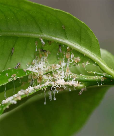 Psilídeo asiático dos citros Biocontrole danos e ciclo de vida