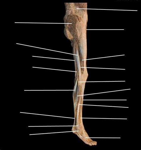 Lower Limb Lateral Diagram Quizlet