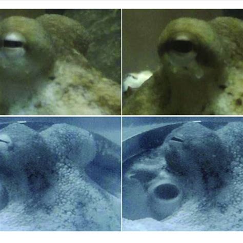 examples  octopus fixation reflex left stimulus  present