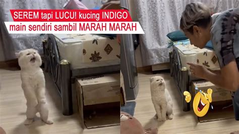 Serem Tapi Lucu Kucing Indigo Di Bilang Kesambet Bikin Ngakak Kompilasi