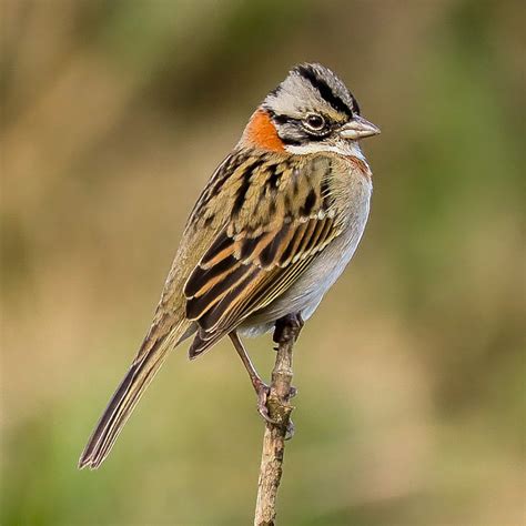 Foto Tico Tico Zonotrichia Capensis Por Genival Carvalho Wiki Aves