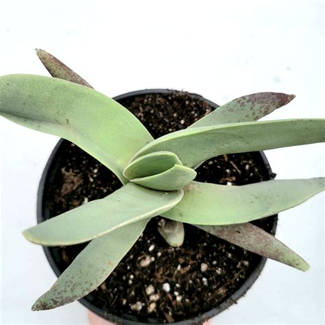 Crassula Falcata Propeller Plant Succulents Depot