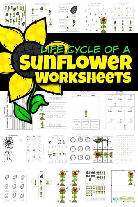 🌼 Free Printable Flower Worksheets For Preschool And Kindergarten