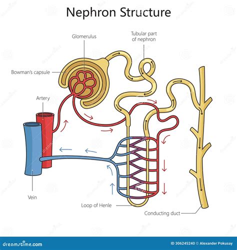 Nephron Diagram Cartoon Vector | CartoonDealer.com #321336331