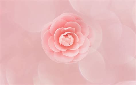 Peach Flower Wallpapers | Wallpapers HD