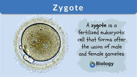 10 Zygote ideas in 2022 | photo backgrounds, sentence examples, human embryo