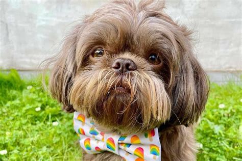 Liver Shih Tzu: The Story Behind This Rare Beauty