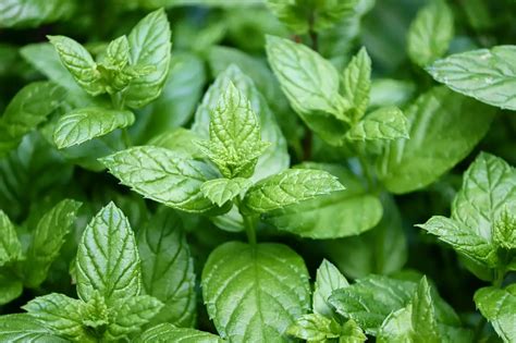 C Mo Cultivar Menta En Casa Y En El Jard N Y Tenerla Siempre Hermosa