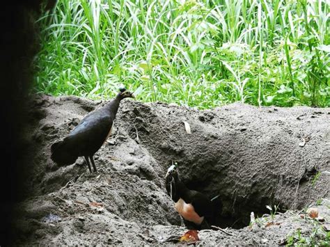 Fakta Burung Maleo Hewan Endemik Yang Terancam Punah