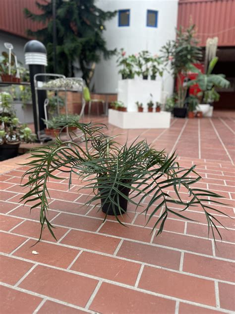 Philodendron Tortum La Selva Gartneri