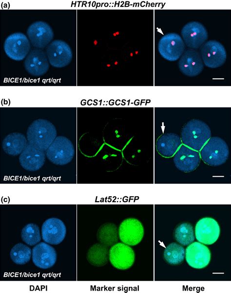 BICELLULAR POLLEN 1 Is A Modulator Of DNA Replication And Pollen