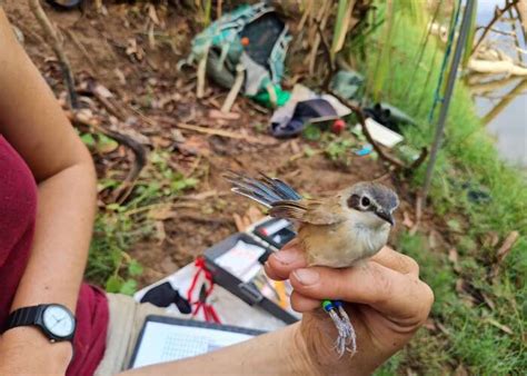 Purple Crowned Fairy Wrens Exhibiting Unusual Breeding Behaviour