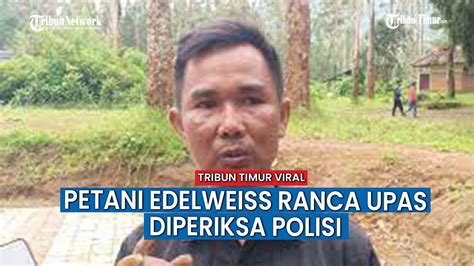 Mang Uprit Petani Edelweiss Ranca Upas Diperiksa Polisi YouTube