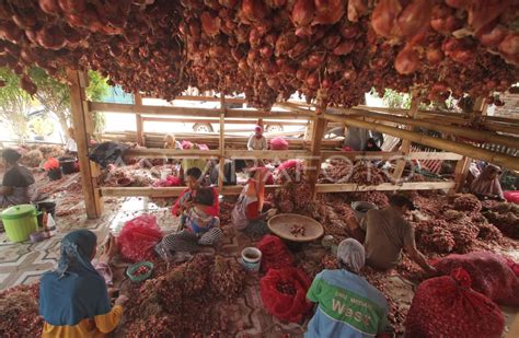 BURUH KUPAS BAWANG MERAH ANTARA Foto