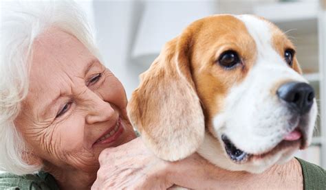 Encuentra tu compañero ideal Raza de perro perfecta para personas mayores