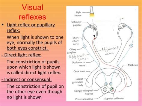 Visual Pathway