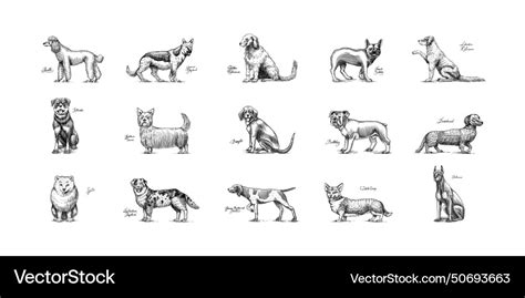 Dogs in this drawing different breeds of domestic Vector Image