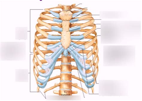 Thoracic Cage Bone Labeling Diagram Quizlet