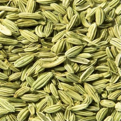 Traditional Fennel Seed At Rs Kilogram In Kanpur Id