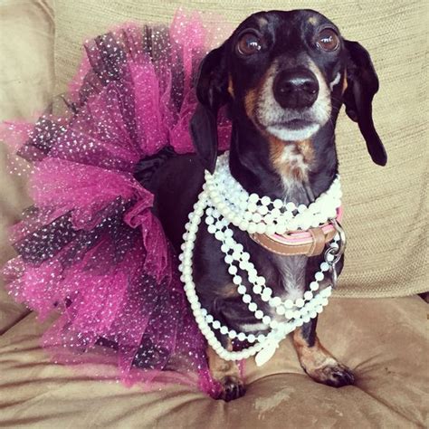 The 55+ Greatest Dachshund Costumes EVER | Page 8 of 18 | The Paws | Dachshund costume ...