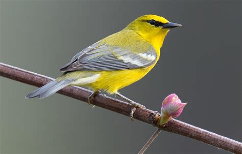 Woods Wildlife And Warblers Audubon New York