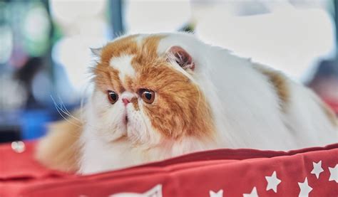 Premium Photo Bicolor Persian Cat Is Sitting On Her House