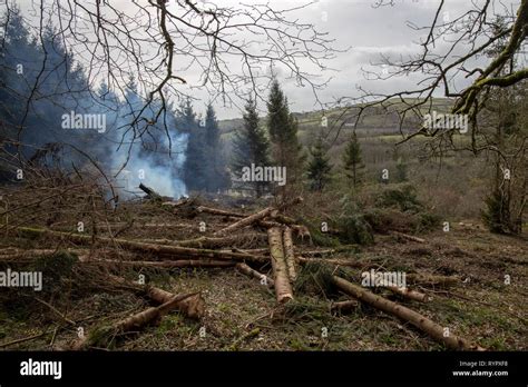 Tree Felling And Clearing In Small Woodland Stock Photo Alamy