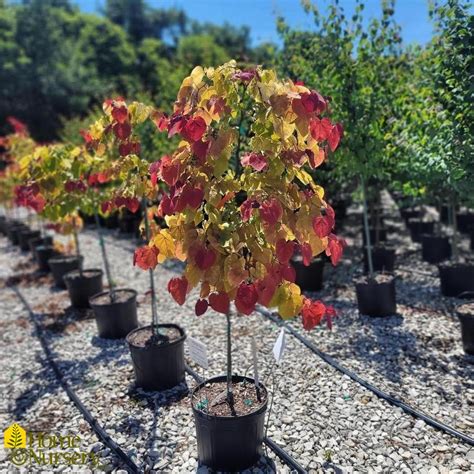 Cercis Canadensis Flame Thrower® Eastern Redbud From Home Nursery