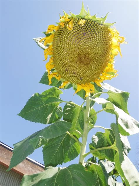 biggest sunflower | My pictures, Picture, Plants