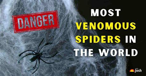 List Of The Top 5 Most Venomous Spiders In The World