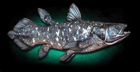 Coelacanth