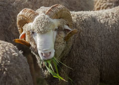 Merino Sheep on a Hobby Farm