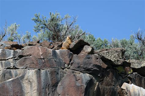 Around Malheur Reservoir Mark Horton