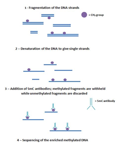 DNA Methylation Sequencing Epigenetics BioTechniques