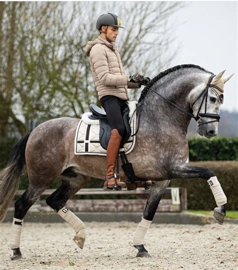 Matt Harnacke X Equestrian Stockholm🧡 Cute Horses Dressage Horses