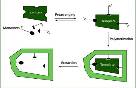 Schematic Of The Molecular Imprinting Principle In Which The Template