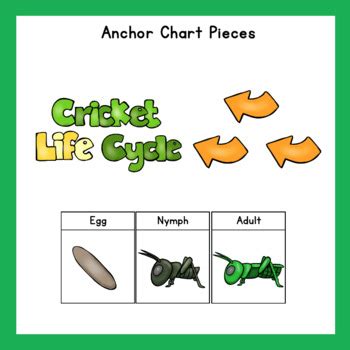 Cricket Life Cycle by The Organized Preschool Teacher | TpT