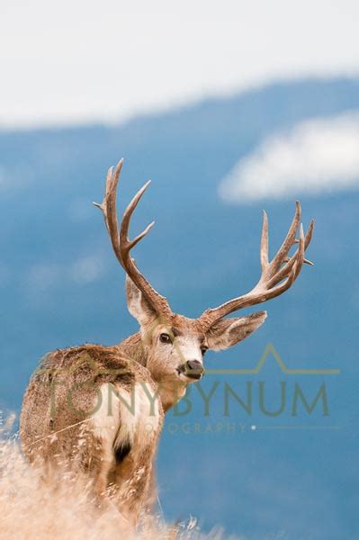 Mule Deer Buck Photographs — Tony Bynum Photography