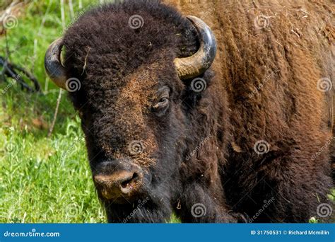 An Iconic American Bison Or Buffalo In Oklahoma Stock Image Image