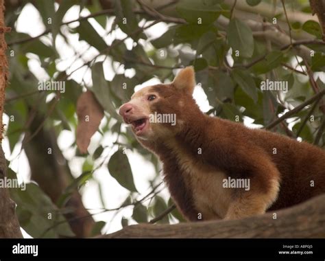 TREE KANGAROO AT ADELAIDE ZOO, SOUTH AUSTRALIA Stock Photo - Alamy