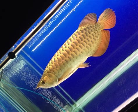 Malaysian Golden Crossback Arowana Gold Crossback Arowana