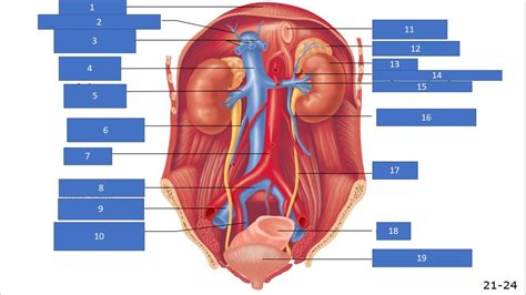 Inferior Vena Cava And Its Tributaries Chapter 21 Diagram Quizlet