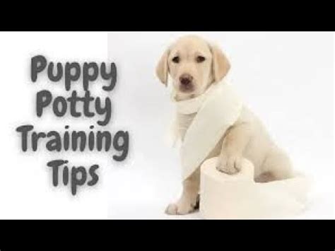 Unlock The Secret To Effortless Puppy Potty Training Youtube