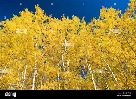 Autumn Colours On Aspen Trees Duck Mountain Provincial Park Manitoba