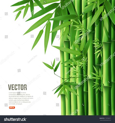 Bamboo,Vector Illustration - 119702671 : Shutterstock