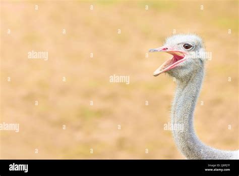 Ostrich Funny Faces Hi Res Stock Photography And Images Alamy